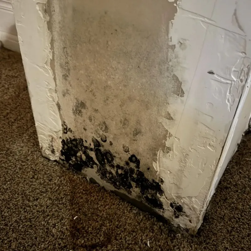 Professional Mold Removal in Lonoke County, AR